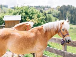 Everything about the Haflinger horse